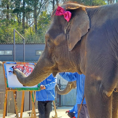 ぞうさんたちの進化したパフォーマンスに期待大