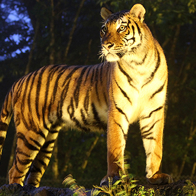 富士サファリパークには昼のチケットの他、夜に入れる「ナイトサファリ」チケットも販売しています