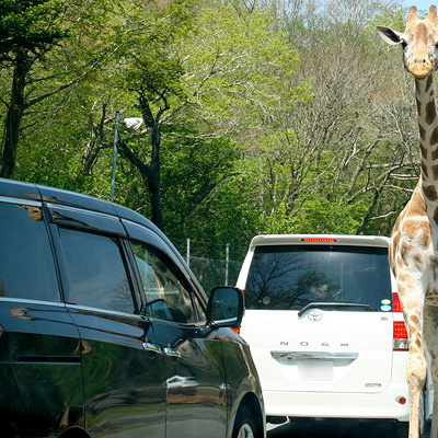 富士サファリパークの周辺情報