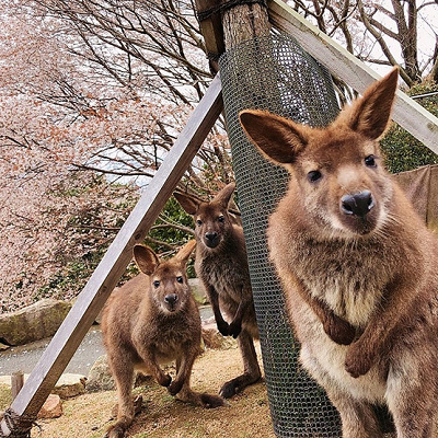 ウォーキングサファリ内の様子