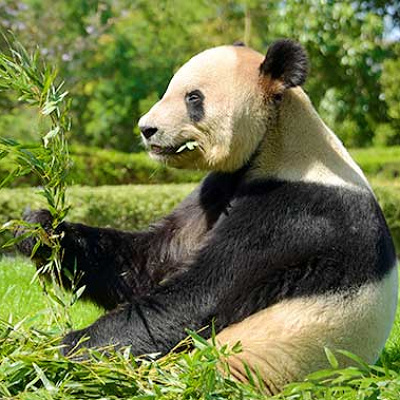 【紹介】パンダファミリーの家族構成