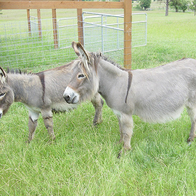 日本ではあまり馴染みの薄いロバの鳴き声ですが…