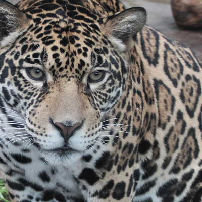 ジャガー／天王寺動物園