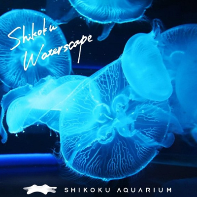 四国水族館のクラゲ