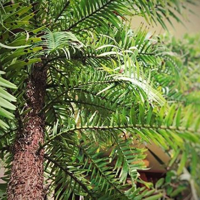 ジュラシックツリー