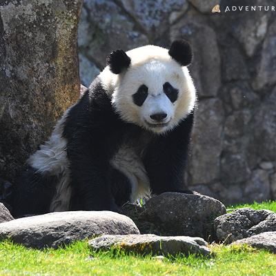 立派に成長した楓浜