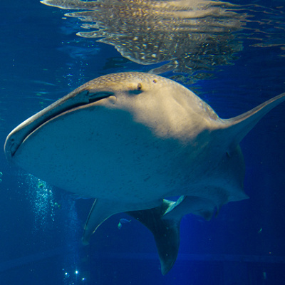 海遊館のジンベエザメ②遊ちゃん