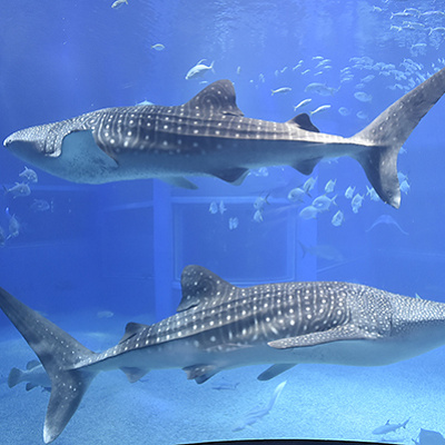 海遊館の目玉「ジンベエザメ」