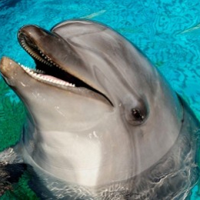   ハンドウイルカの「キア」