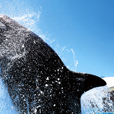 鴨川シーワールドのシャチ