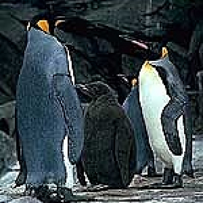 オウサマペンギン