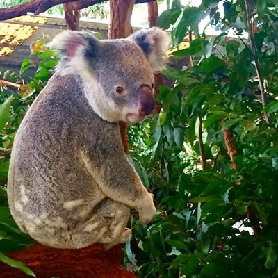 コアラとスティッチは似ている･･･？