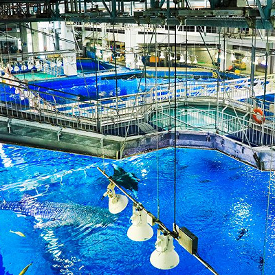 美ら海水族館の黒潮探検