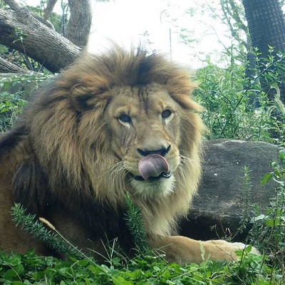 ライオン