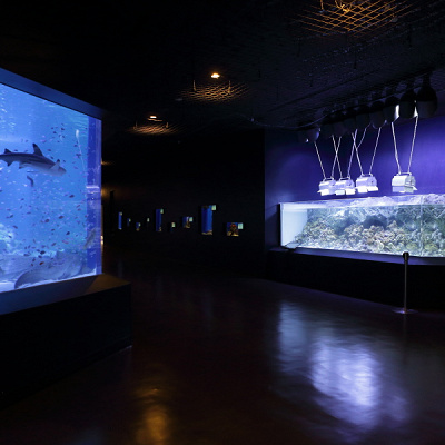 リトルパラダイス