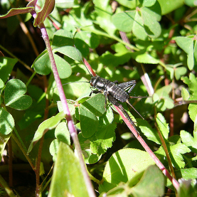 幸運のコオロギ…？