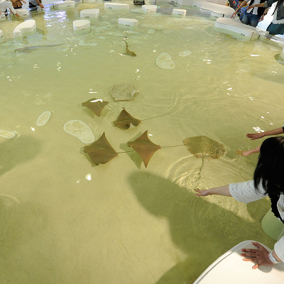 実際に動物に触れる「モルディブ諸島」