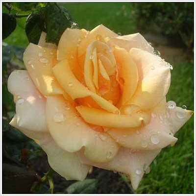 Marilyn Monroe(マリリン・モンロー)