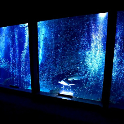 マリンワールドの割引