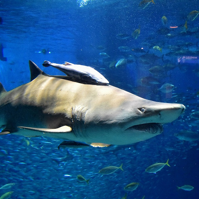 マリンワールドの料金：【割引】①年間パスポート