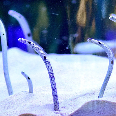 マリンワールドの料金：【割引】⑤エポスカード優待割引