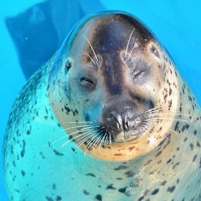 マリンワールドの料金：【割引】②コンビニ前売り券（最大200円引き）