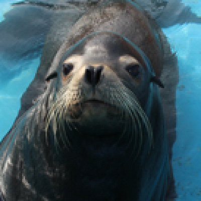 アシカのお食事タイム／京急油壷マリンパーク