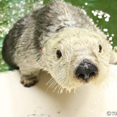 つぶらな瞳のメイ