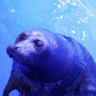 バイカルアザラシのメロ