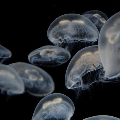 京都水族館のミズクラゲ
