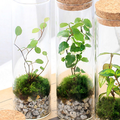 苔テラリウムはお手軽なものから本格的なものまで
