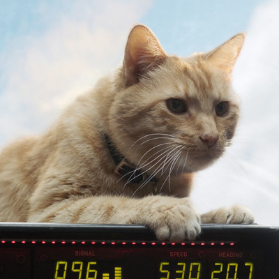 不思議な猫・グース