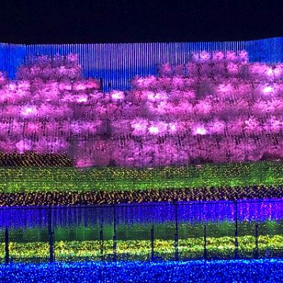 なばなの里　テーマエリア「さくら」