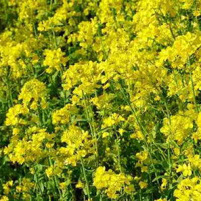 浜名湖ガーデンパークのナノハナ