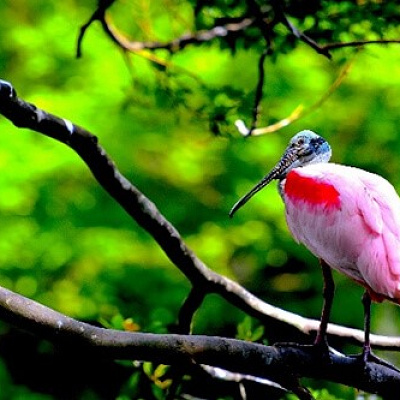 ネオパークオキナワ