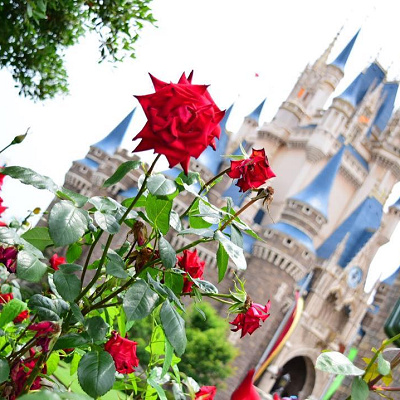 コントラストがすてき♡