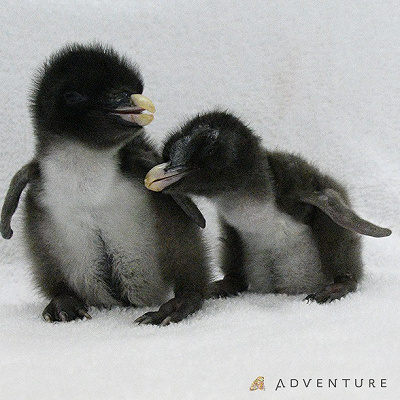 キタイワトビペンギンの赤ちゃん