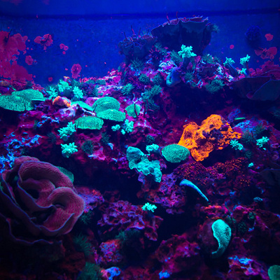 海のプラネタリウム