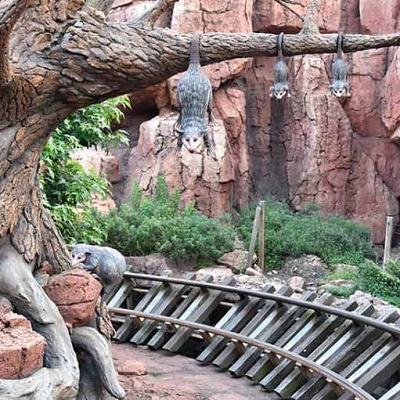 ビッグサンダーマウンテンで現れるオポッサム