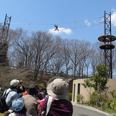 オランウータンのスカイウォーク
