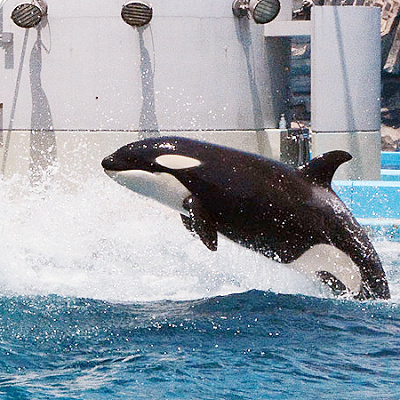 名古屋港水族館のシャチ