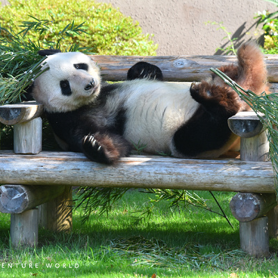 【有料ツアー】パンダの餌やり体験ほか