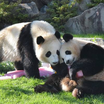 パンダラブ（子供パンダ3頭）