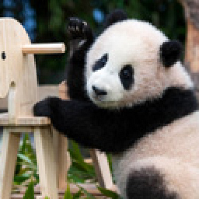エバーランドのパンダ