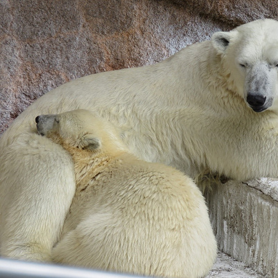 シロクマの親子