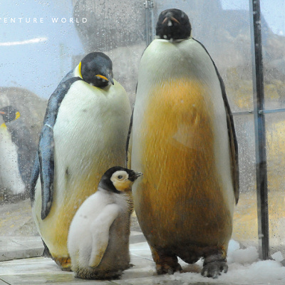 ペンギンの親子