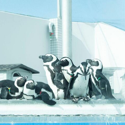 ペンギン