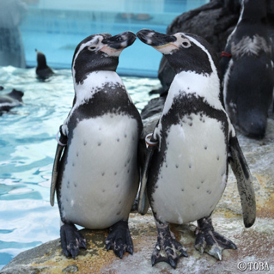 鳥羽水族館のペンギン