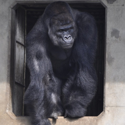 人気者のゴリラ「シャバーニ」