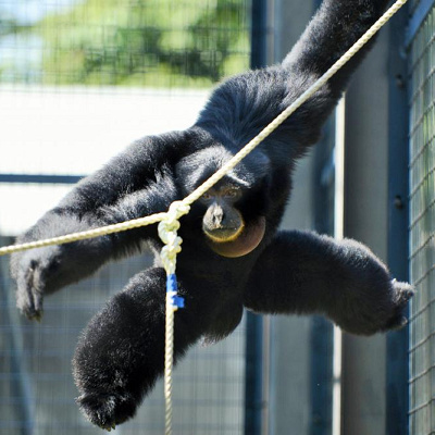 フクロテナガザル